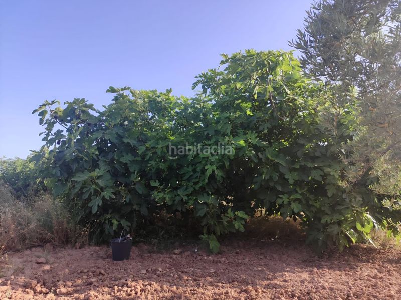 Foto 29646e2e-196a-423a-8949-a4fb630f65d0. Finca rústica a Bullas