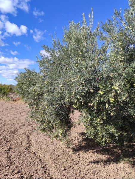 Foto 45a06ee9-149e-4c9e-81b3-c11454a95fdb. Finca rústica a Bullas