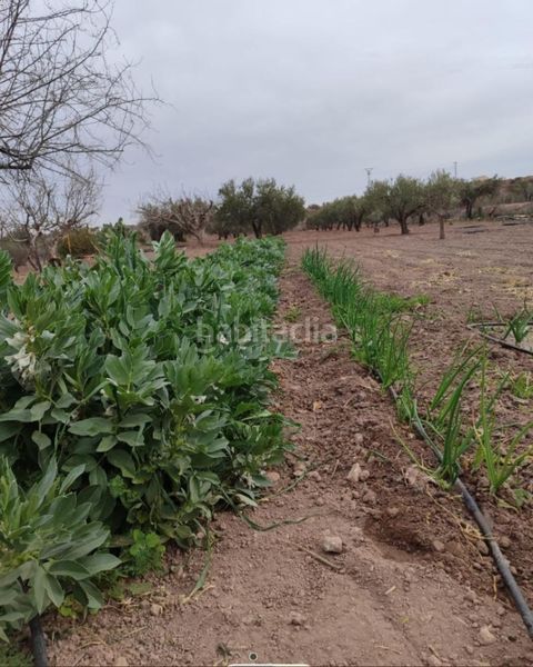 Foto 65df0a37-90ac-4620-82b8-b1760965f8e7. Finca rústica a Bullas