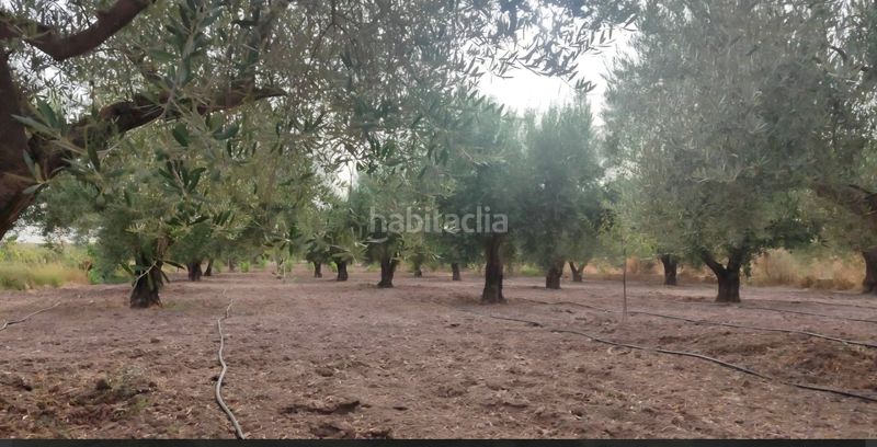 Foto 6c8b350b-a0fd-458d-8763-112fc8e46326. Finca rústica a Bullas