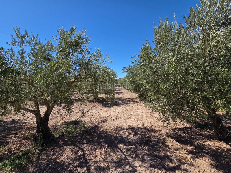 Foto a17ea5c2-e180-4536-8cf5-6940e83e5b7b. Finca rústica a Bullas