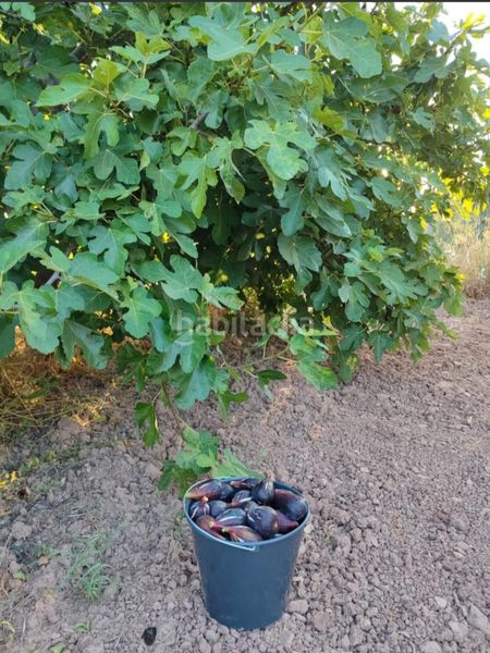 Foto b72ff6d3-dc5d-4141-aaa0-459469c715f7. Finca rústica a Bullas