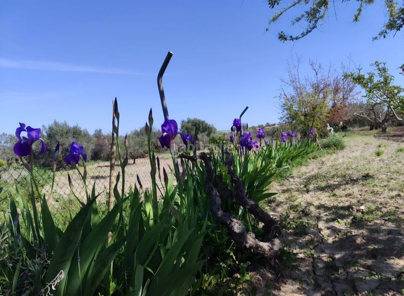 Foto e26d9fb2-8c09-4514-841f-5213e28c08ad. Finca rústica a Bullas