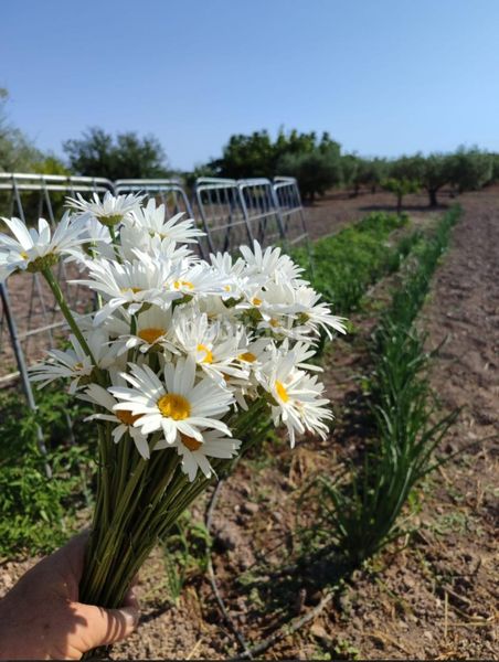 Foto eada2c44-768d-4c9f-b204-d2fc877ae652. Finca rústica a Bullas