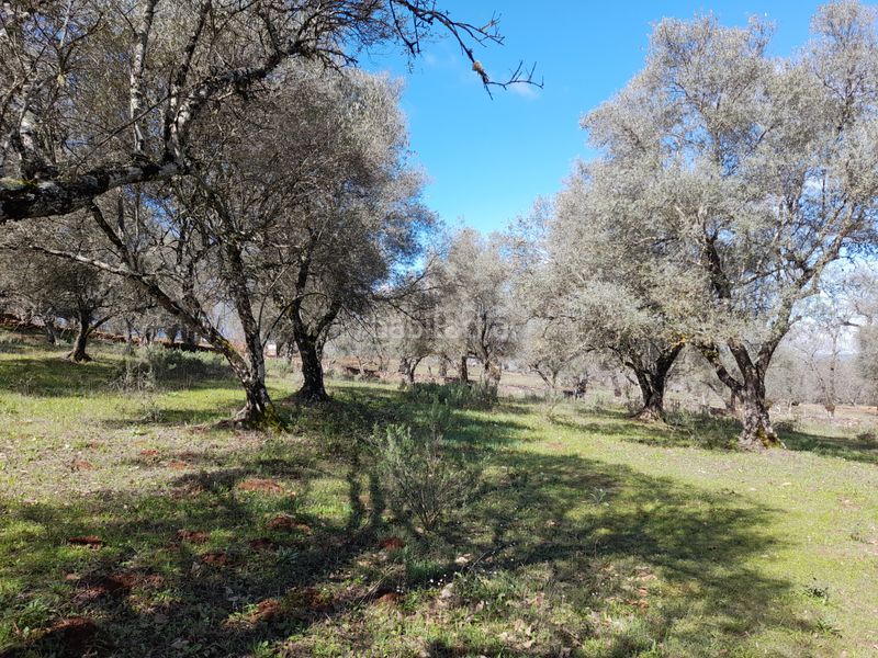Foto d14e8ff2-98a1-4b69-b3b6-cf75db8d929b. Finca rústica a n-433 2 a Aracena