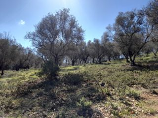 Fondo rustico in N-433 2