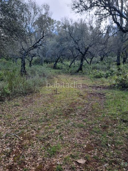 Foto 621a4935-927f-4a0f-bfc7-859b558d7238. Finca rústica a n-433 40 a Marines (Los)