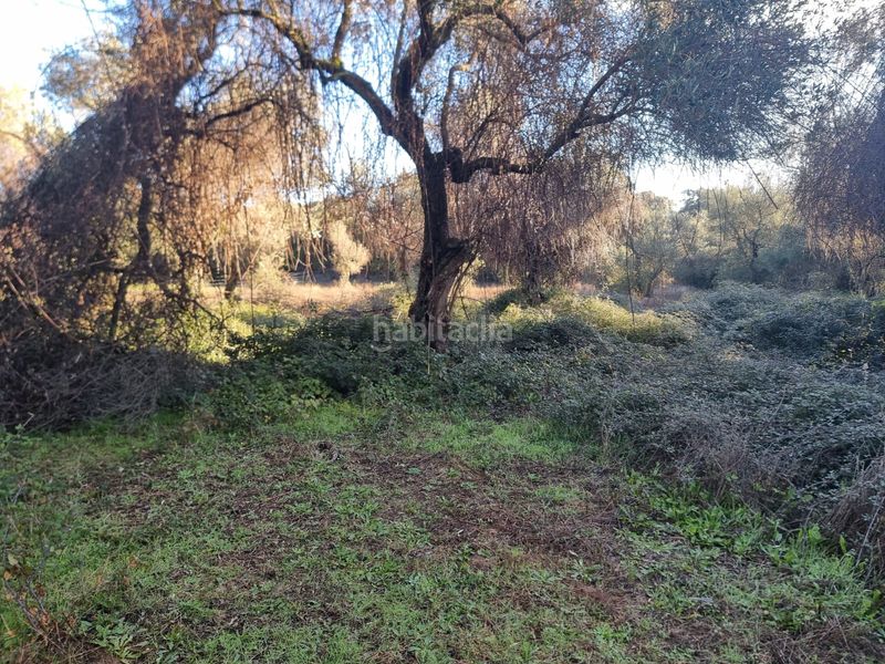 Foto 7f2e8838-69ae-402b-b0af-ab4d429f3d2f. Finca rústica a n/a a Aracena
