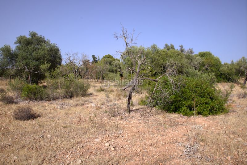 Foto 0f037266-9f34-43cc-a805-fb60b2228528. Terreny residencial a Sa Cabaneta Marratxí