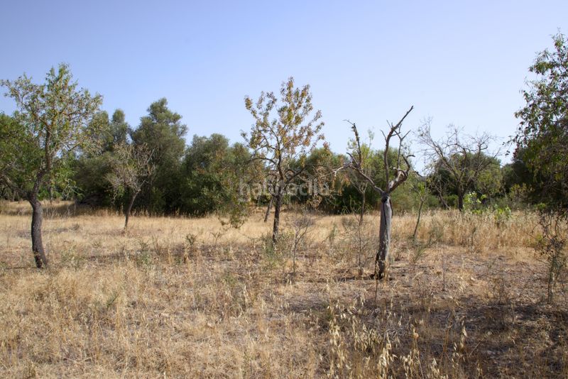 Foto ddd6c2e4-af85-4782-93a8-484e8d033a56. Terreny residencial a Sa Cabaneta Marratxí