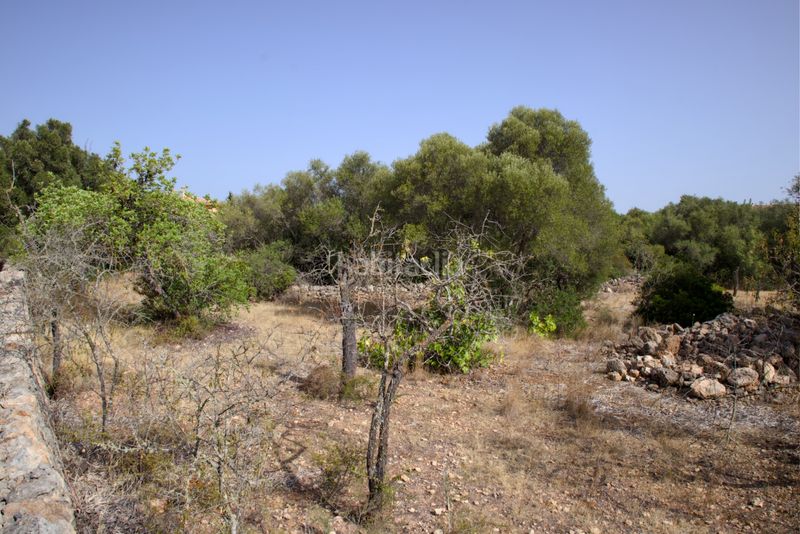 Foto 51b22743-ba09-4ff5-9c08-ce14e03c799e. Terreny residencial a Sa Cabaneta Marratxí