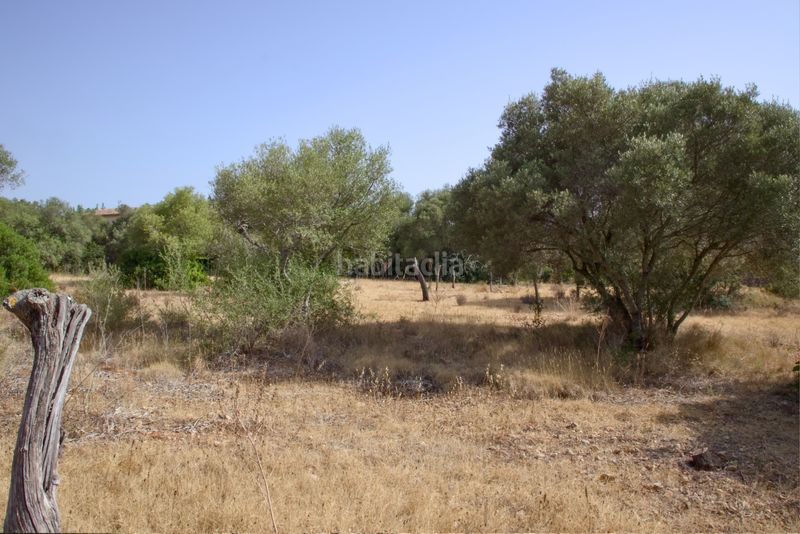 Foto 65a71731-b6ef-48f5-a436-8df6510b4442. Terreny residencial a Sa Cabaneta Marratxí