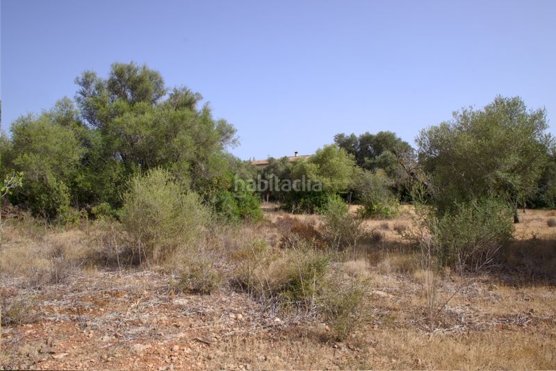 Foto a4699fa4-105f-4d03-936b-ff0fa0015da5. Terreny residencial a Sa Cabaneta Marratxí