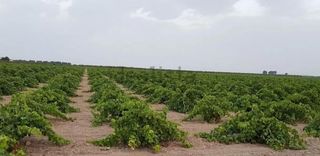 Fondo rustico  Terreno agricola. Finca agrícola ecológica de regadío con gran rentabilidad a solo