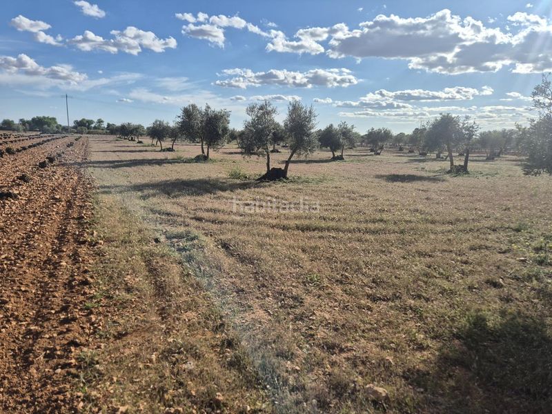 Foto 7d47986c-20f8-473c-88fe-45e53dbc0ccc. Finca rústica a Pedro Muñoz