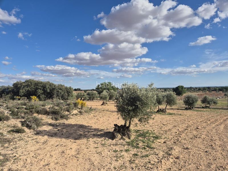 Foto d2bc34c3-b59e-4ea3-8eac-bd66bc1831cb. Finca rústica a Pedro Muñoz
