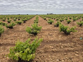 Finca rústica  Casa masca - puente romano. 28 hectáreas de viñedo con 40.000 cepas, agua propia, nave y rie
