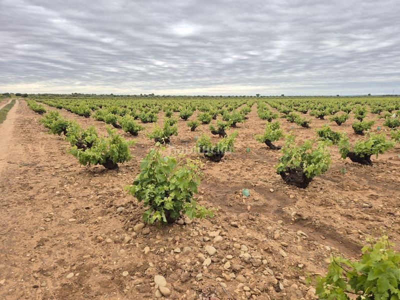 Foto 0aef7d08-5c08-4af9-a101-4d0d36f499f3. Finca rústica a Socuéllamos