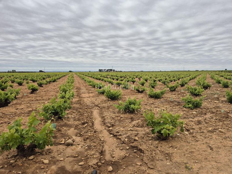 Foto 6a727859-b851-48e7-9452-51b307158606. Finca rústica a Socuéllamos