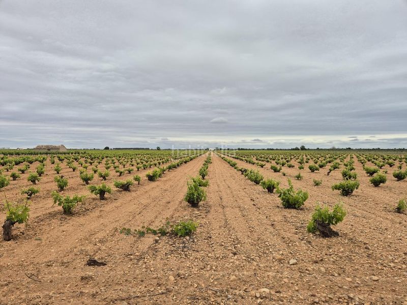 Foto a382d6ac-66b4-4d98-9e2c-9ab1b700ccdb. Finca rústica a Socuéllamos