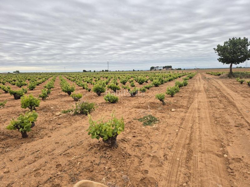 Foto be7946fd-37c4-4159-8a50-12ed7ff3587b. Finca rústica a Socuéllamos