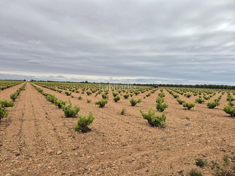 Foto c0e55e91-af79-4a4e-bbd9-f76fdf076145. Finca rústica a Socuéllamos