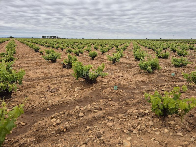 Foto c0ea3e2a-2367-4d63-9cf3-e214d26f3bd4. Finca rústica a Socuéllamos