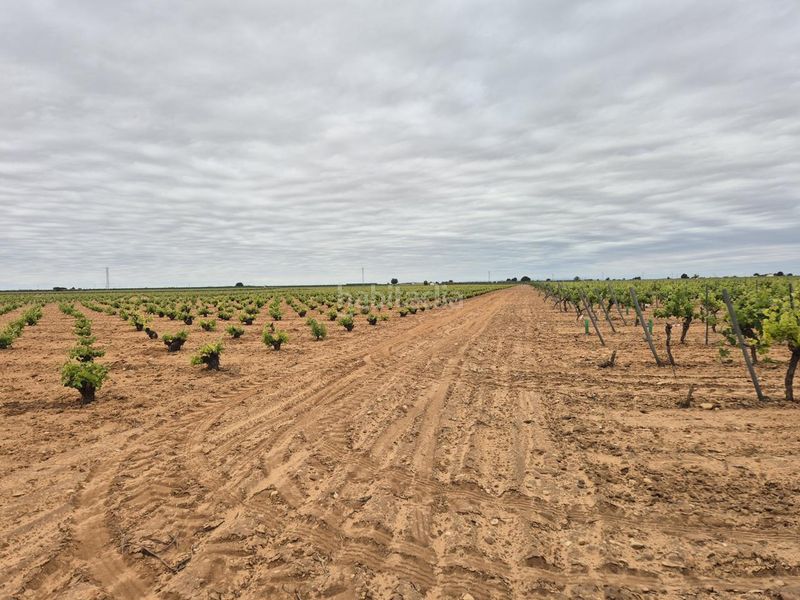 Foto d2af9a9d-415d-4fb6-93cc-87d5f8a2af16. Finca rústica a Socuéllamos