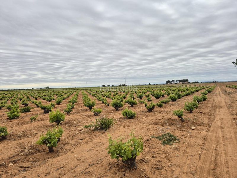 Foto efc72e39-8f56-4ffd-806b-dc124e69ab38. Finca rústica a Socuéllamos