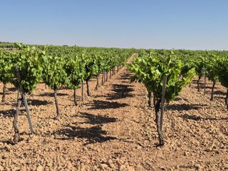 Landgut  Las colinas. Agua, producción y cupo 21 fanegas listas para seguir dando kilo