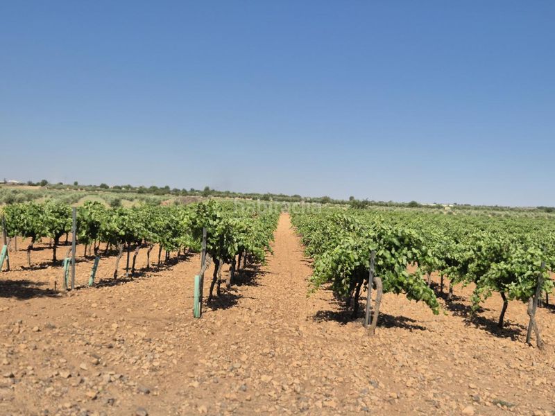 Foto 204300e9-c753-409c-8a46-8acedbb8d5be. Finca rústica a Campo de Criptana
