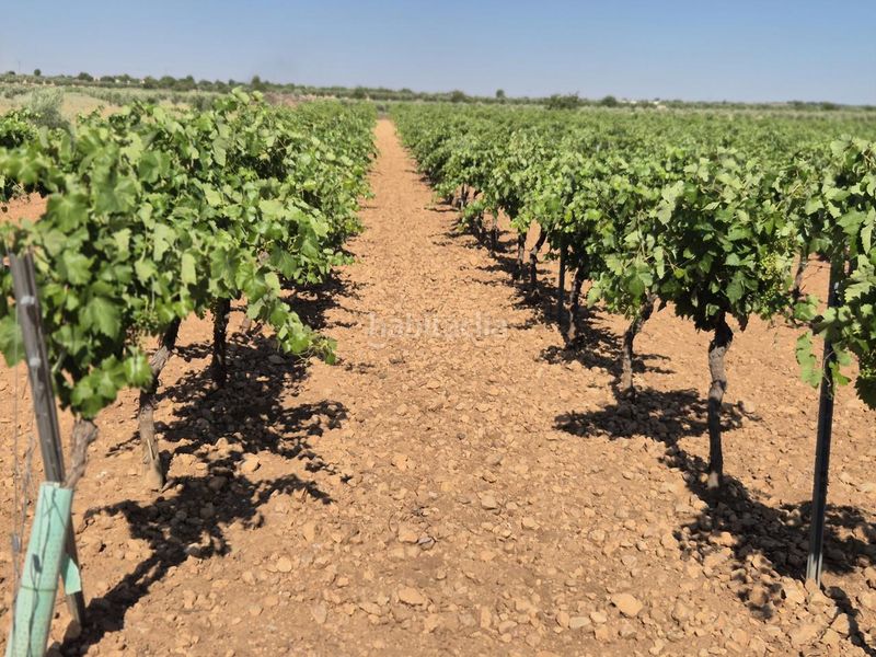 Foto 423e117a-7a2d-4e91-8cd4-d8080274649c. Finca rústica a Campo de Criptana