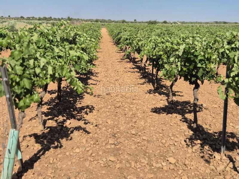 Foto 9398b582-1de6-40d7-a5a0-de8e57390664. Finca rústica a Campo de Criptana
