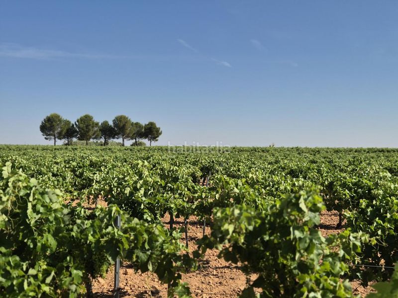Foto a27ac61c-a2d4-4d37-ae5b-901e87b5a83c. Finca rústica a Campo de Criptana