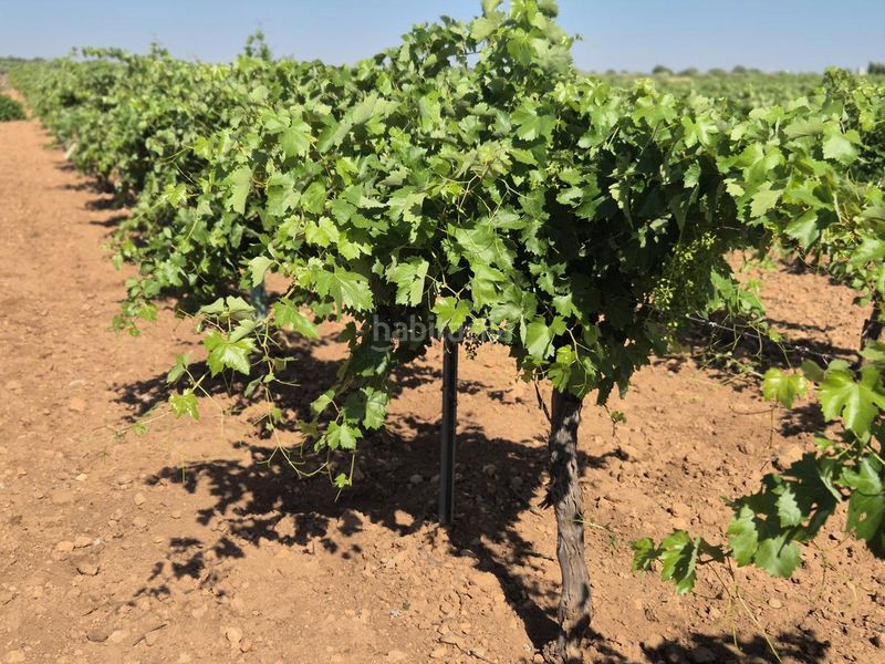 Foto d5373dc6-e538-4585-9fee-236d88506039. Finca rústica a Campo de Criptana