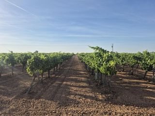 Rural plot  Agricola. Explotación vitícola tecnificada de alto rendimiento en socuélla