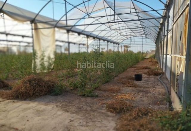 Foto 486ca681-34f9-4b0e-b73e-d2462df7e38e. Finca rústica a Alzabares Elche / Elx