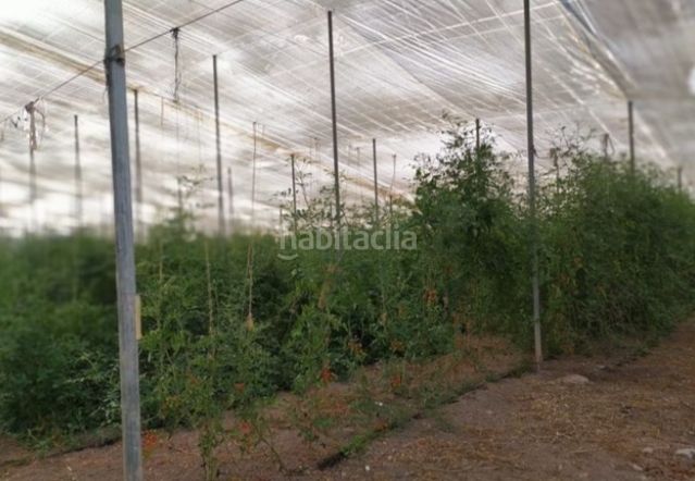 Foto 93fc91a8-7f60-4d3e-bbc2-18f0d00bf4f9. Finca rústica a Alzabares Elche / Elx