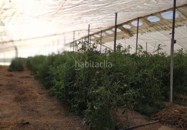 Foto ffae2d06-a4d7-4d74-9842-d24a2b217d11. Finca rústica a Alzabares Elche / Elx