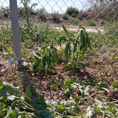 Finca r�stica en Algor�s - El Derramador. Terreno proindiviso