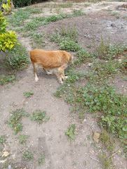 Finca rústica a Algorós - El Derramador. Parcela proindivisa