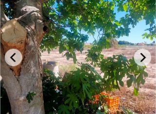 Finca rústica a La Foia - Daimés - Asprella