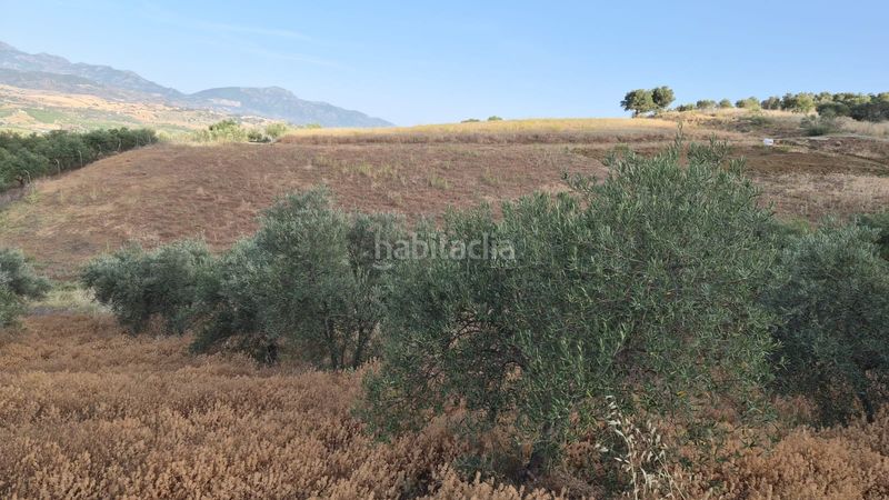 Foto 931c56ff-8604-43a7-bdad-2d183914be6d. Finca rústica a Álora