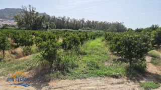 Finca rústica  A-357. A la venta finca rustica ecológica de regadío en plena producció