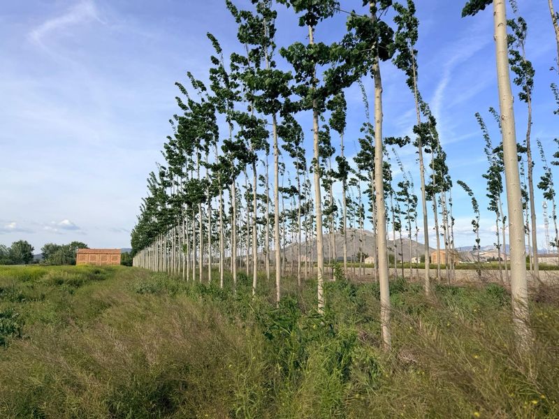 Foto 39890661-58f6-4654-9d86-f680a4106f0c. Finca rústica terreno rústico con secadero en Fuente Vaqueros