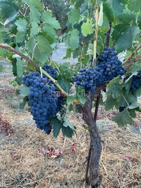 Foto ac93175e-cdf7-4afa-9541-4b50c71764ba. Masia a Valle (El)