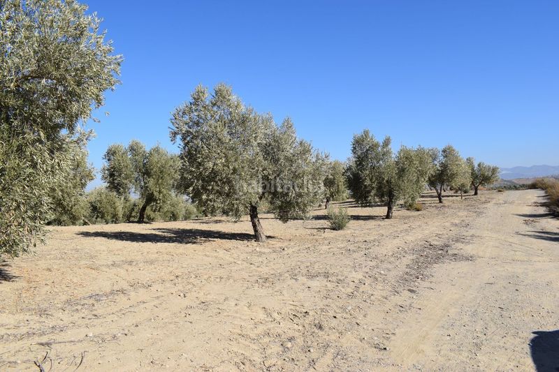 Foto 5ab10b10-c17b-407e-b723-a2694a259e2f. Finca rústica a Villa de Otura