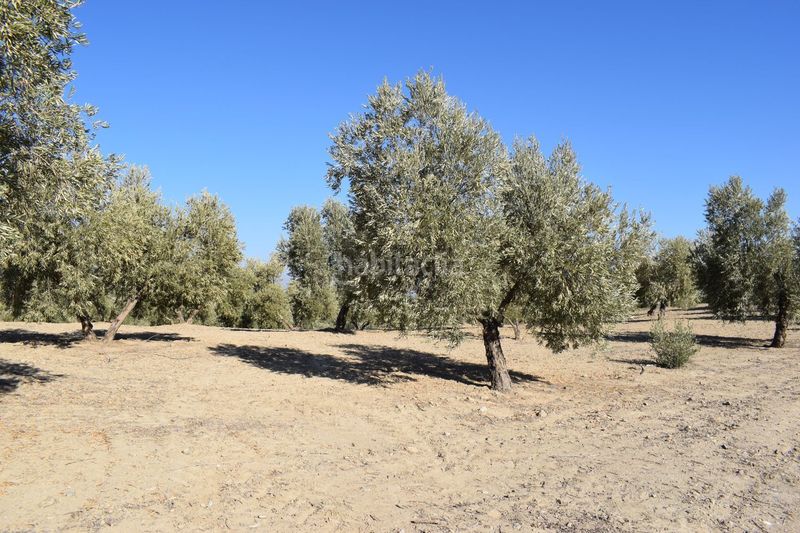 Foto 5cbe71a6-075d-4988-b3e4-72d386f90972. Finca rústica a Villa de Otura