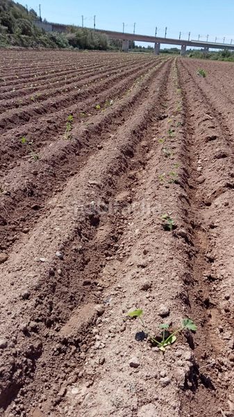 Foto 427586da-5187-4383-ab8a-b135e751b659. Finca rústica a n-240 820 a Perafort