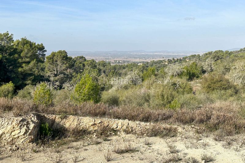Foto bef5375a-f2bd-40bb-9bdc-67934d15edd9. Terreny residencial a Manacor centre Manacor